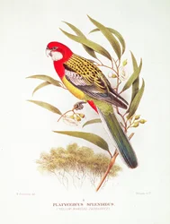 Gelbmantelsittich aus 